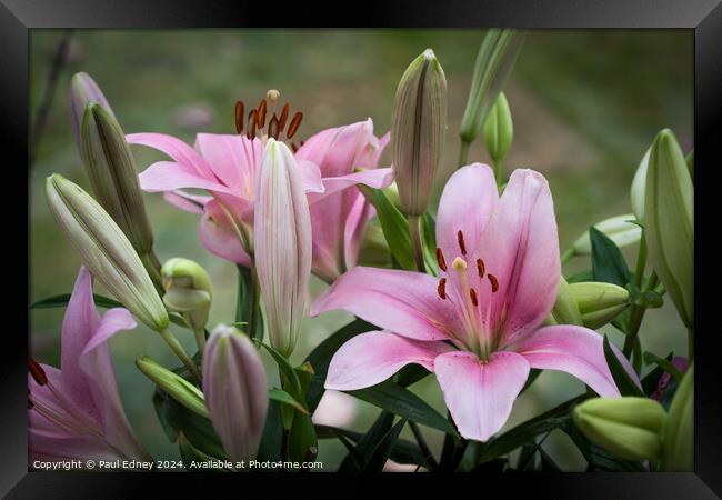 Pink lily bouquet Framed Print by Paul Edney