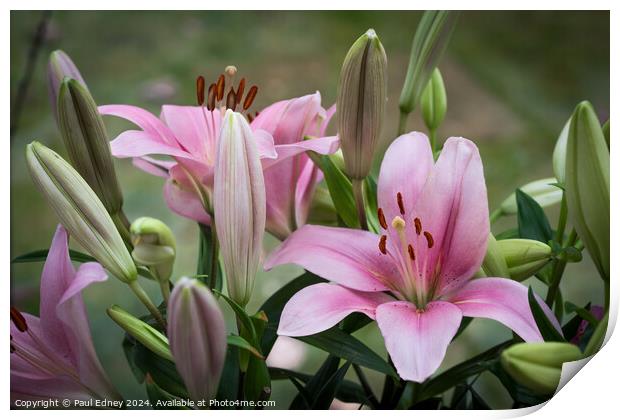 Pink lily bouquet Print by Paul Edney