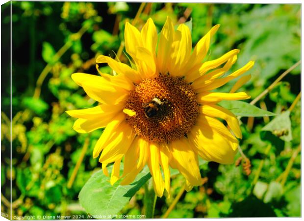 Sunflower and Bee Canvas Print by Diana Mower