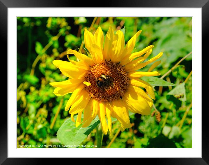 Sunflower and Bee Framed Mounted Print by Diana Mower