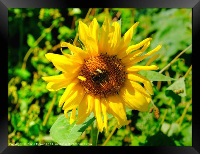 Sunflower and Bee Framed Print by Diana Mower