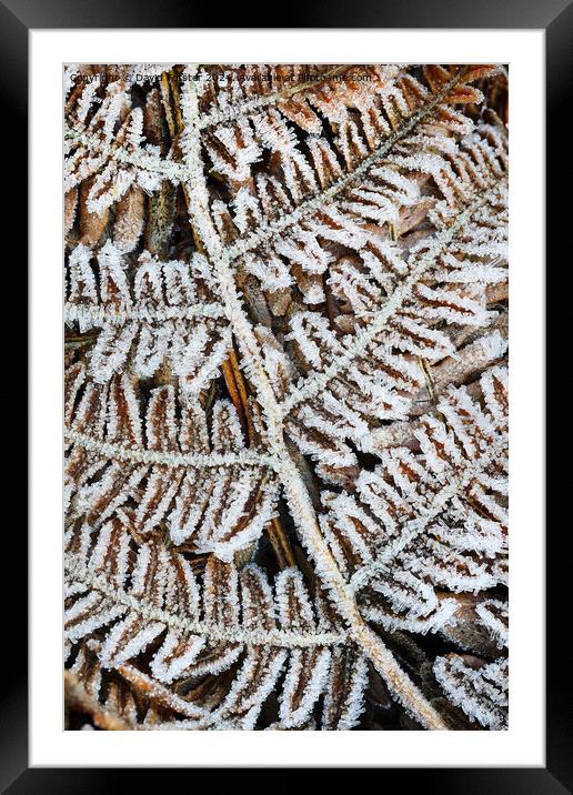 Frost Covered Common Bracken Fronds, North Pennine Framed Mounted Print by David Forster