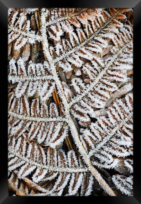 Frost Covered Common Bracken Fronds, North Pennine Framed Print by David Forster