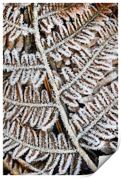 Frost Covered Common Bracken Fronds, North Pennine Print by David Forster