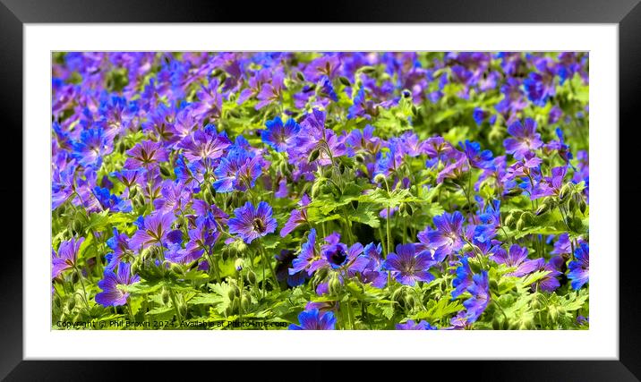 Geraniums with bee Framed Mounted Print by Phil Brown