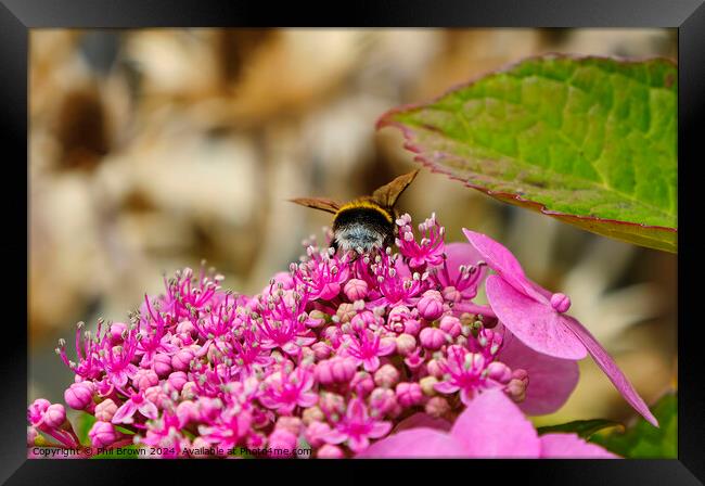 Bee feeding on a lacecap hydrangea flower Framed Print by Phil Brown