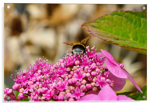 Bee feeding on a lacecap hydrangea flower Acrylic by Phil Brown