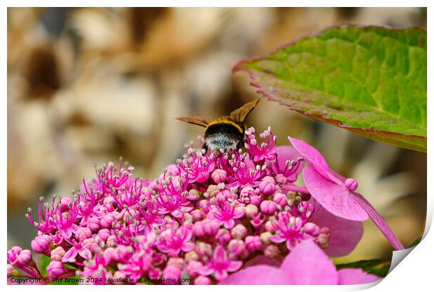 Bee feeding on a lacecap hydrangea flower Print by Phil Brown