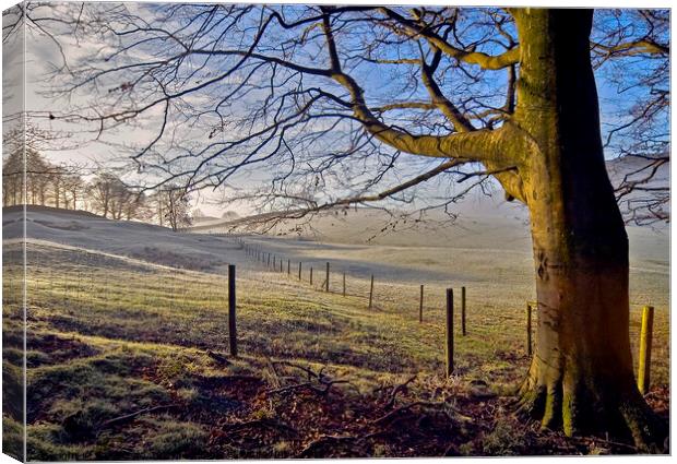 A light frost on sheep pasture in the Lake District, Cumbria. Canvas Print by Phil Brown