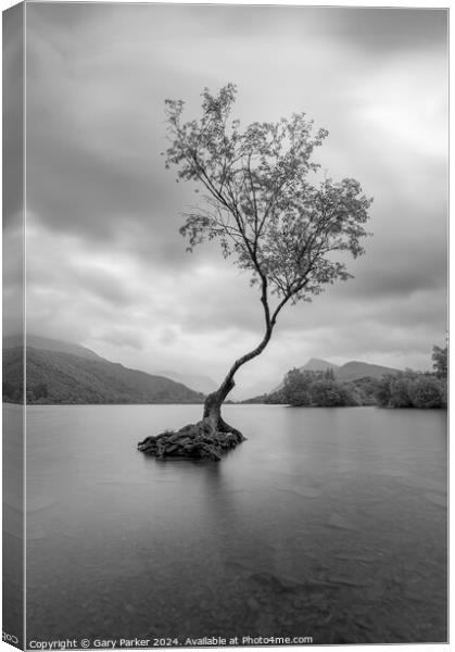 The Lone Tree, Llanberis Canvas Print by Gary Parker