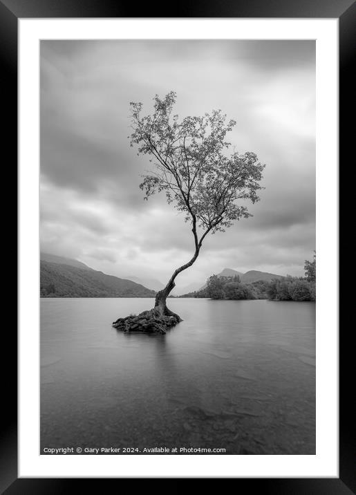 The Lone Tree, Llanberis Framed Mounted Print by Gary Parker