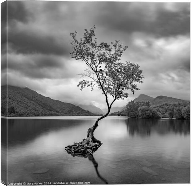 The Lone Tree, Llanberis Canvas Print by Gary Parker