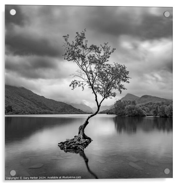 The Lone Tree, Llanberis Acrylic by Gary Parker