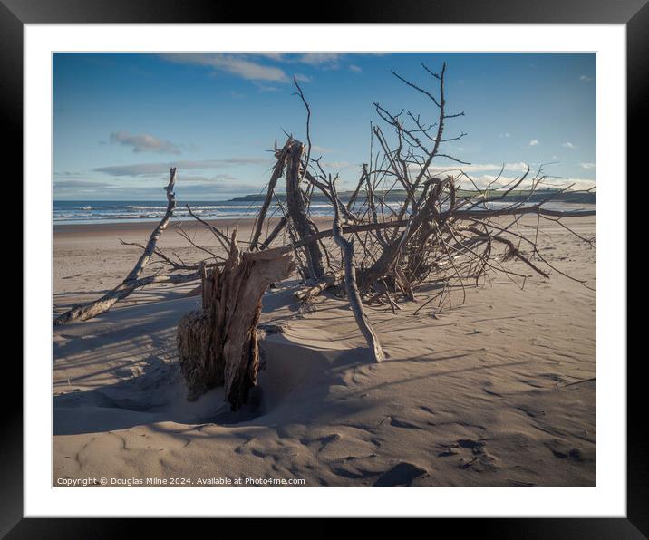 Driftwood Framed Mounted Print by Douglas Milne