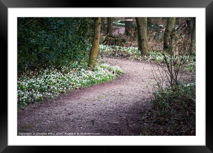 Snowdrops at Cambo Framed Mounted Print by Douglas Milne