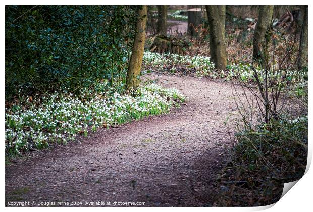 Snowdrops at Cambo Print by Douglas Milne