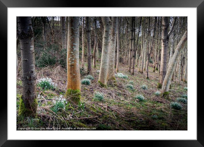 Willie's Wood, Balmullo Framed Mounted Print by Douglas Milne