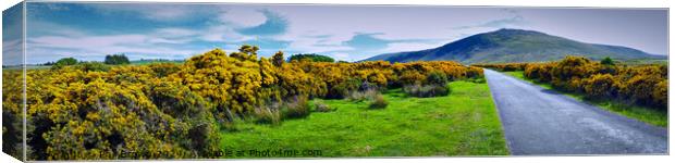 Gorse in bloom at Caldbeck on the Northern Fells,  Canvas Print by Phil Brown