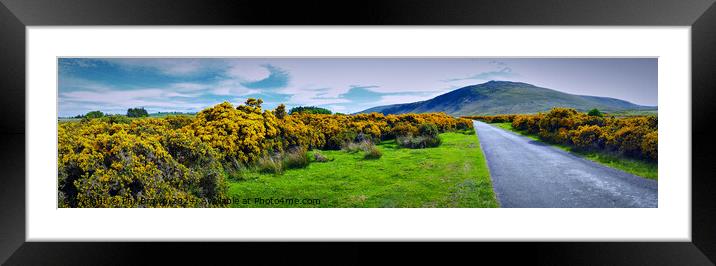 Gorse in bloom at Caldbeck on the Northern Fells,  Framed Mounted Print by Phil Brown