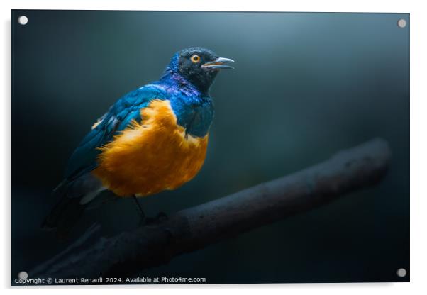 Superb starling perched on dead branch Acrylic by Laurent Renault