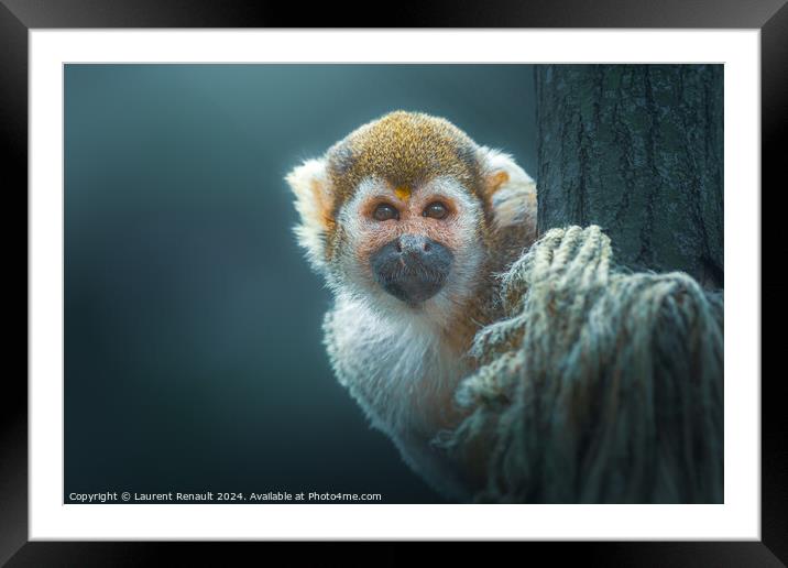 Common Squirrel Monkey (Saimiri sciureus) in a tree Framed Mounted Print by Laurent Renault