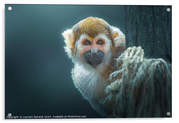 Common Squirrel Monkey (Saimiri sciureus) in a tree Acrylic by Laurent Renault