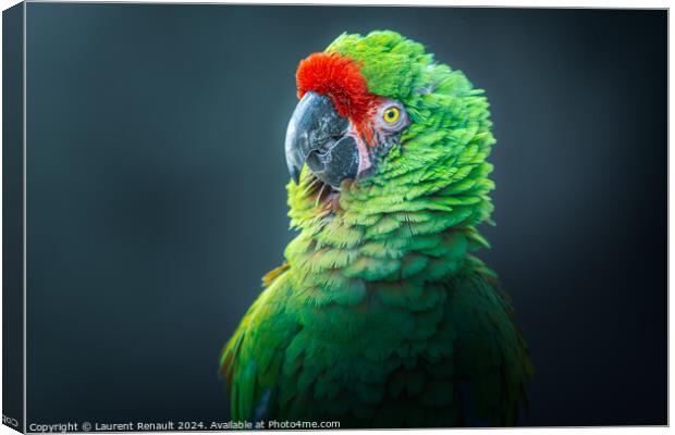Photography taken of a posing Military macaw green parrot Canvas Print by Laurent Renault