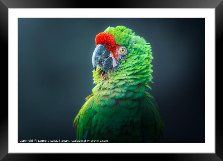 Photography taken of a posing Military macaw green parrot Framed Mounted Print by Laurent Renault