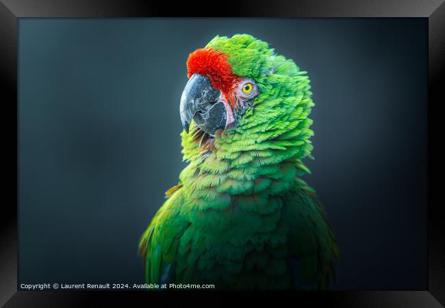 Photography taken of a posing Military macaw green parrot Framed Print by Laurent Renault