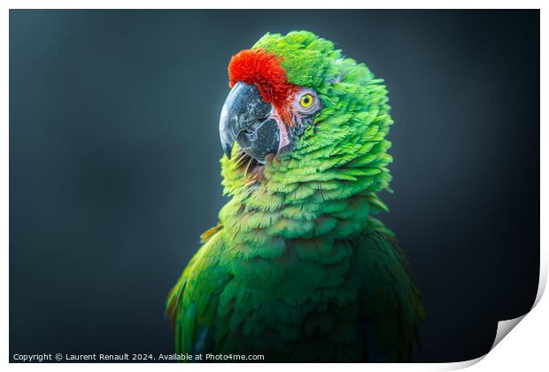 Photography taken of a posing Military macaw green parrot Print by Laurent Renault