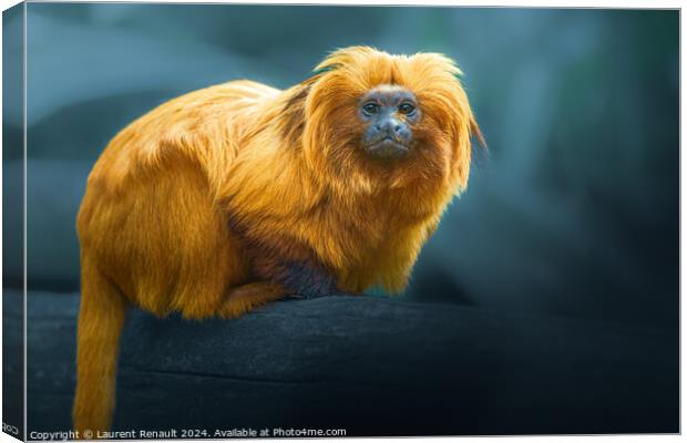 Golden Lion Tamarin, photography over blurry background Canvas Print by Laurent Renault