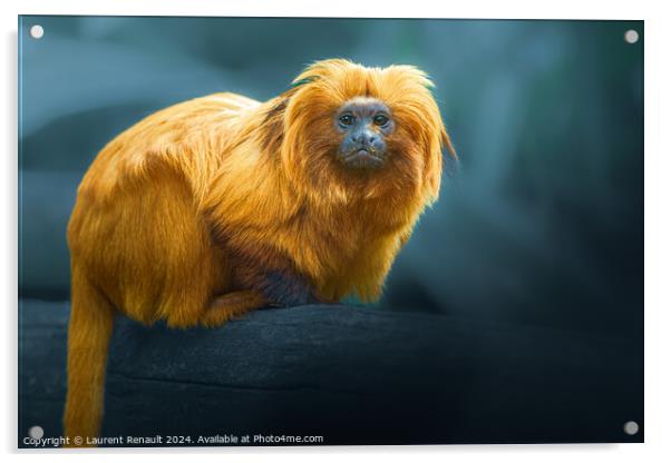 Golden Lion Tamarin, photography over blurry background Acrylic by Laurent Renault