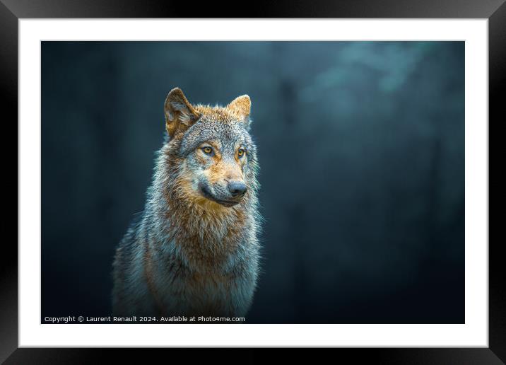 Gray wolf also known as timber wolf, isolated in the forest Framed Mounted Print by Laurent Renault