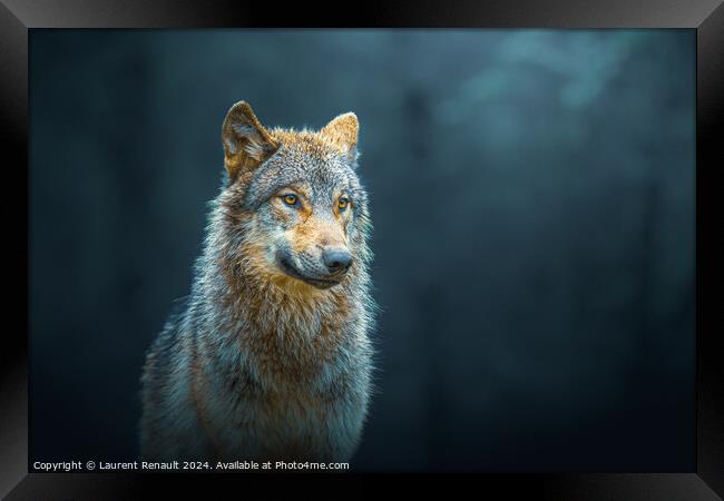 Gray wolf also known as timber wolf, isolated in the forest Framed Print by Laurent Renault