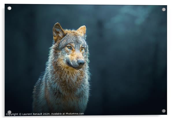 Gray wolf also known as timber wolf, isolated in the forest Acrylic by Laurent Renault