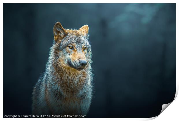 Gray wolf also known as timber wolf, isolated in the forest Print by Laurent Renault