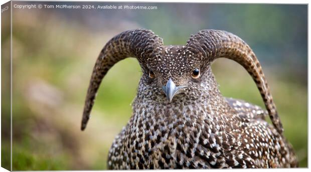 Wild Haggis (female) Canvas Print by Tom McPherson