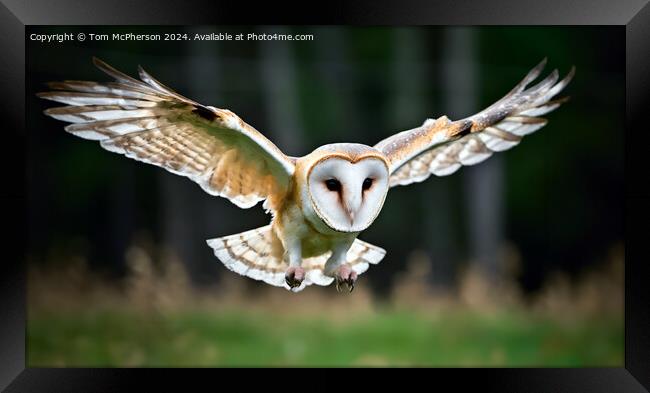 Barn Owl in Flight Framed Print by Tom McPherson