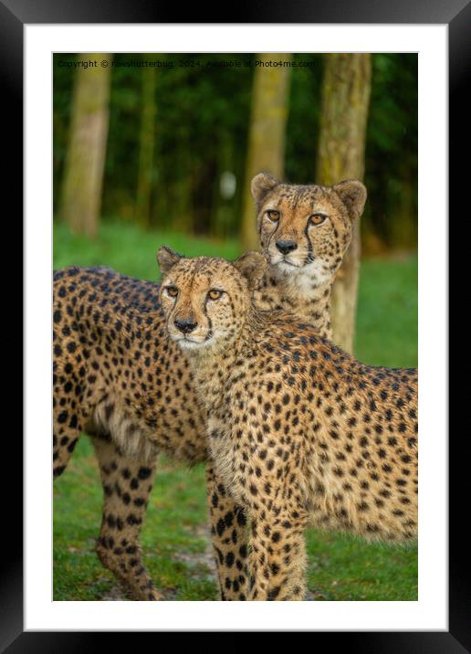 Cheetah Duo Framed Mounted Print by rawshutterbug 