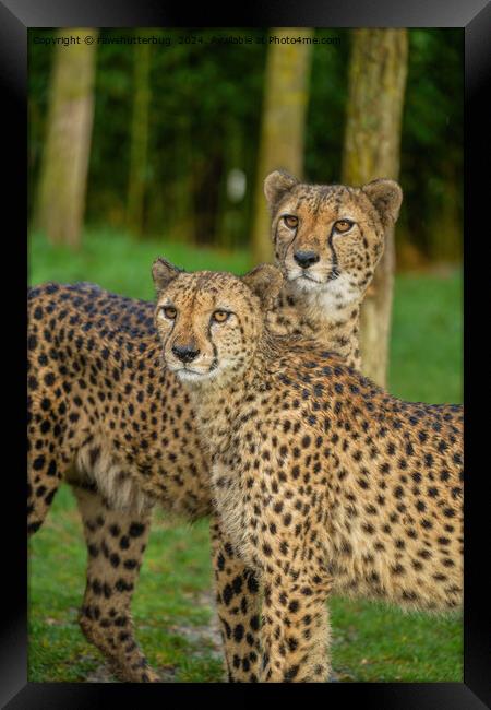 Cheetah Duo Framed Print by rawshutterbug 