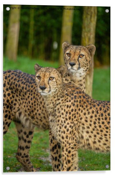 Cheetah Duo Acrylic by rawshutterbug 