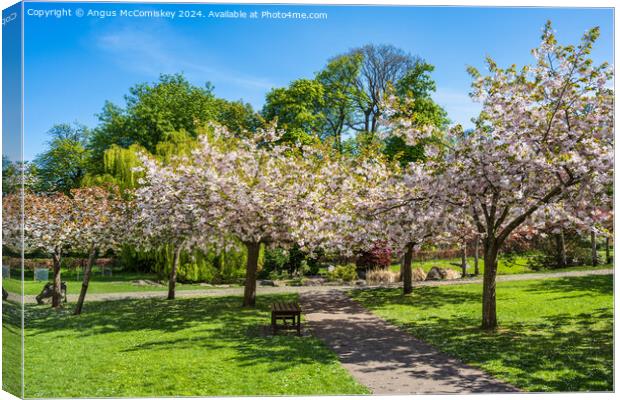 Cherry blossom in Lauriston Castle Japanese Garden Canvas Print by Angus McComiskey