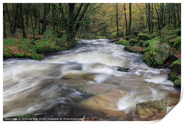 Autumn at Golitha Falls  Print by Andrew Ray