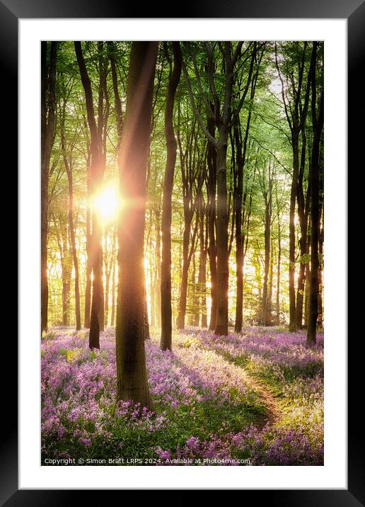 Beautiful bluebell woodland path with dawn sunrise in Hampshire  Framed Mounted Print by Simon Bratt LRPS