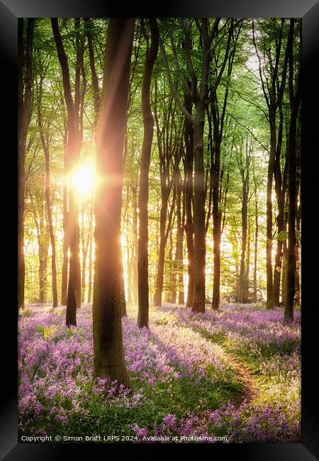 Beautiful bluebell woodland path with dawn sunrise in Hampshire  Framed Print by Simon Bratt LRPS