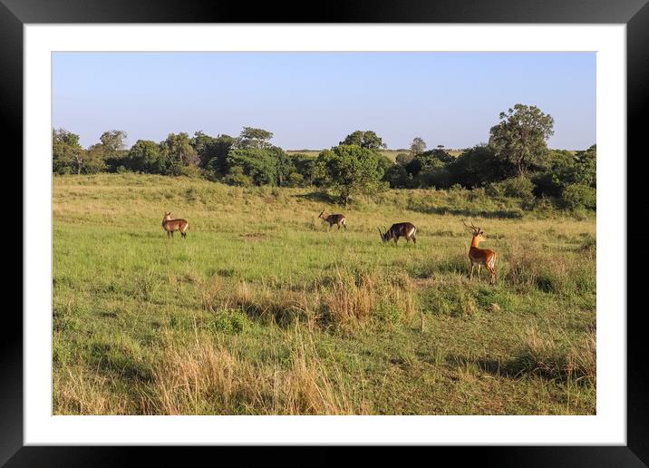 Gazelles in the green Savannah of Africa. Framed Mounted Print by Michael Piepgras