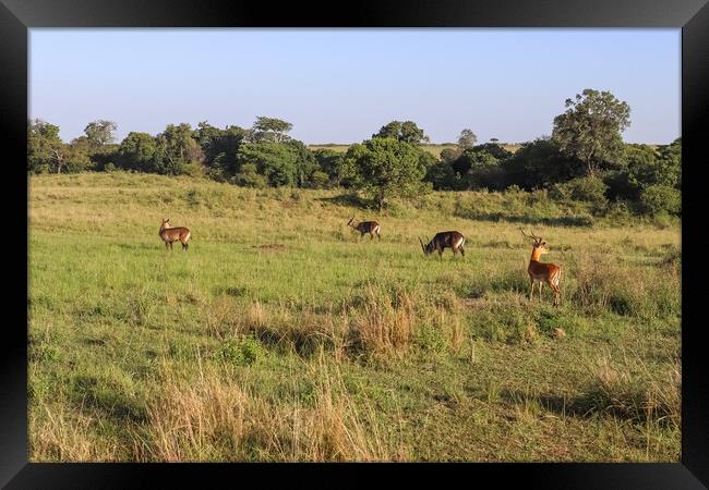 Gazelles in the green Savannah of Africa. Framed Print by Michael Piepgras