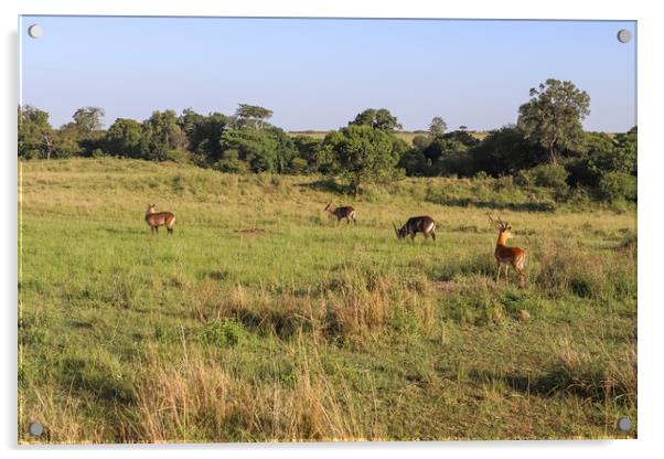 Gazelles in the green Savannah of Africa. Acrylic by Michael Piepgras