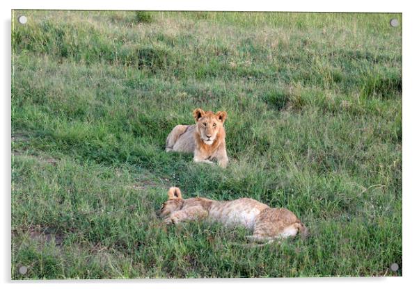 Impressive wild lions in the Savannah of Africa in the Masai Mar Acrylic by Michael Piepgras