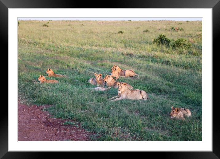 Impressive wild lions in the Savannah of Africa in the Masai Mar Framed Mounted Print by Michael Piepgras